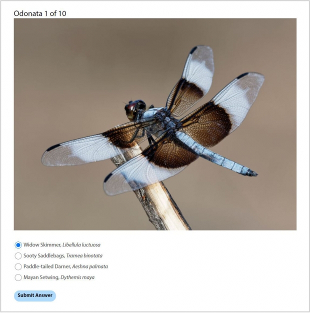 Odonata Quiz: Identify the Dragonfly! Screenshot of one of the quiz questions.