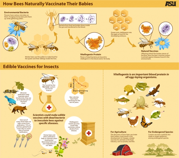 How Bees Naturally Vaccinate Their Babies Infographic