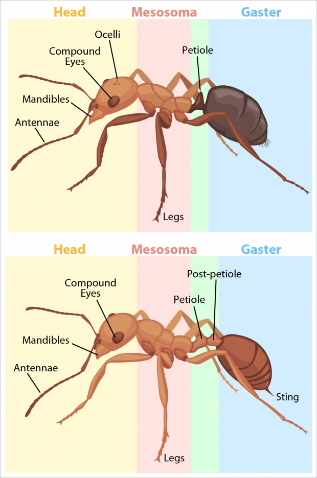 Two variations of ant anatomy.