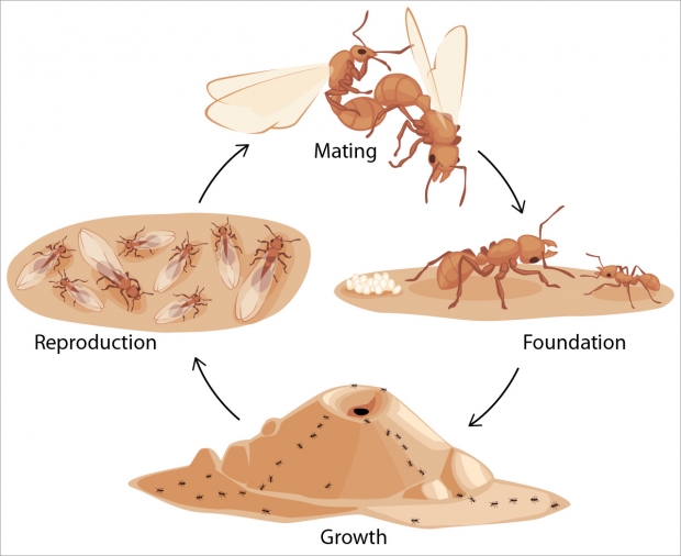 The life cycle of an ant colony.