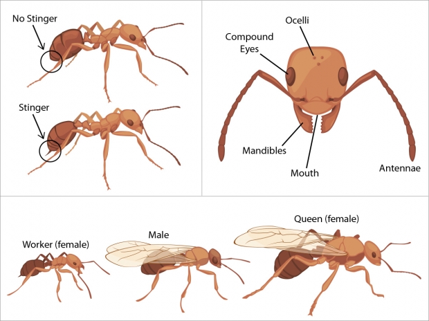 Assorted ant graphics.