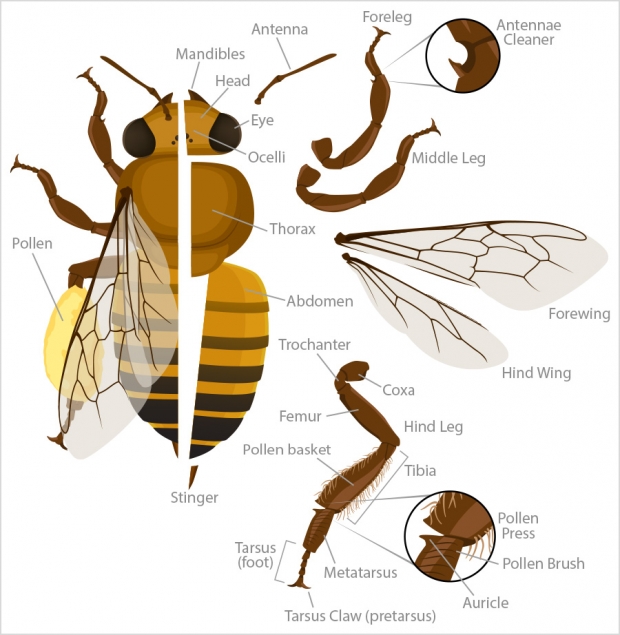 Worker bee anatomy