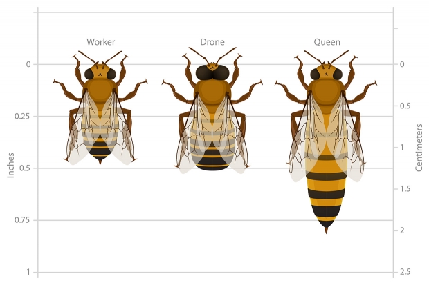 Worker, drone and queen bee castes compared