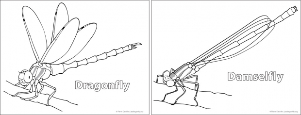 Dragonfly and damselfly coloring page.