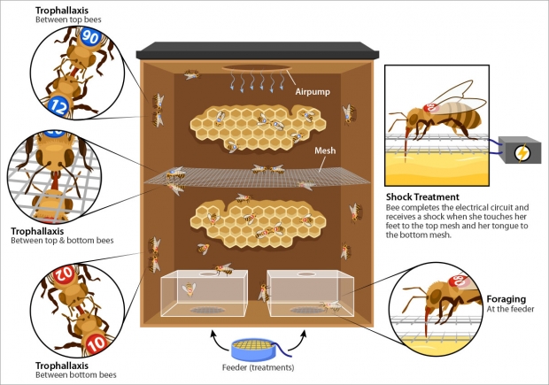 Second figure showing slightly different experimental design of Abby Finkelstein's research on bees.