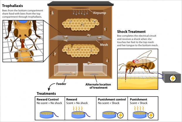 Experimental design of Abby Finkelstein's research on bees.
