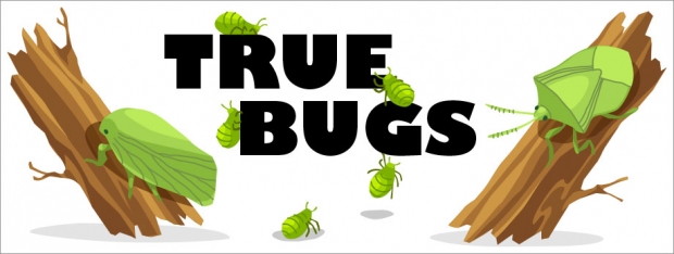 Story Header: True Bugs