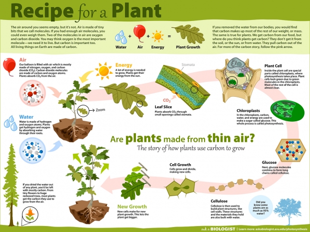 Recipe for A Plant Poster