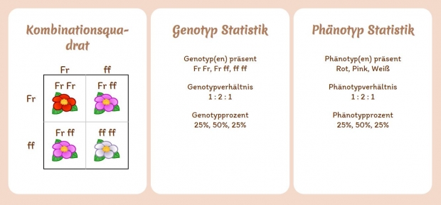 Feld der Allele: eine Zusammenfassung der Garten Statistik: Kombinationsquadrat, Genotypen und Phänotypen.