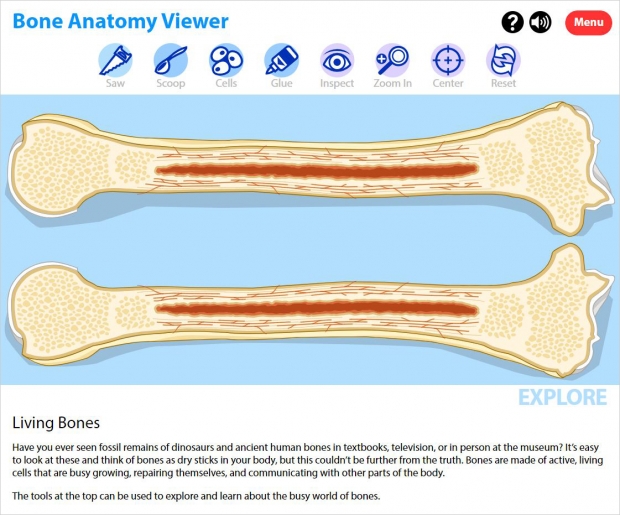 Bone Anatomy Viewer with bone sliced open in the Explore mode