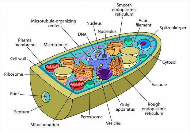 Anatomy of a fungal cell