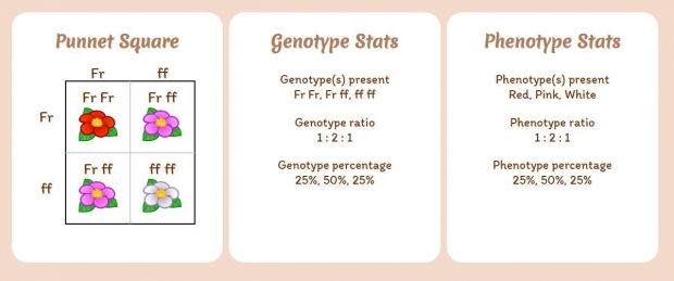 Field of Alleles: A summary of the garden stats: Punnett square, genotypes and phenotypes.