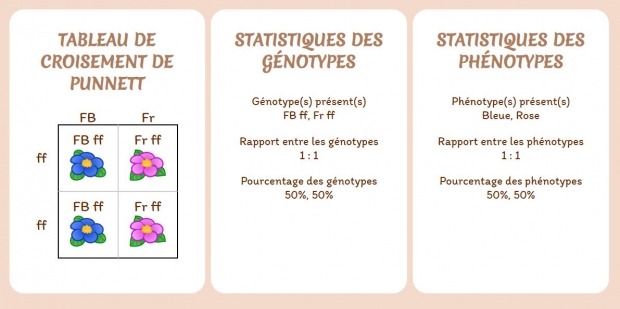 Champ d'Allèles: Tableau de croisement de Punnett, statistiques des génotypes, et statistiques des phénotypes.