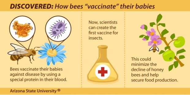 How Bees Vaccinate Their Babies (small version for social media)