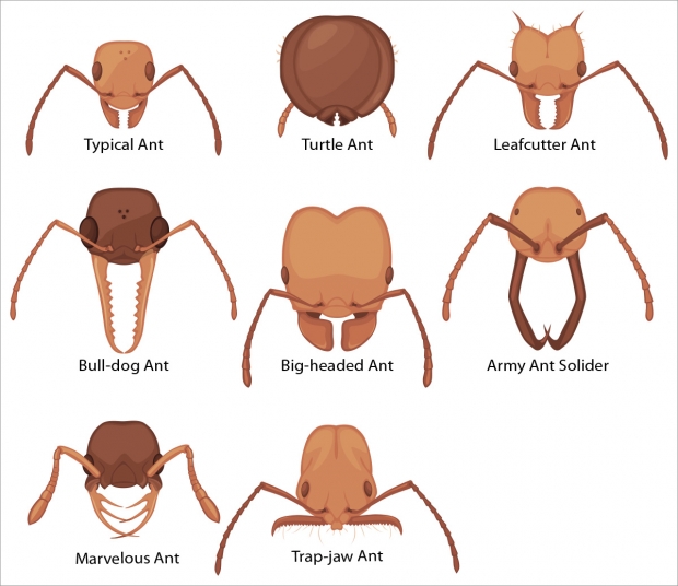 Morphology of different type of ant heads.