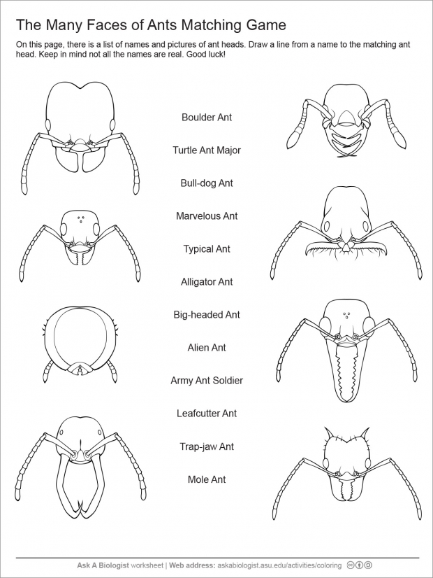 Ant head matching game worksheet.