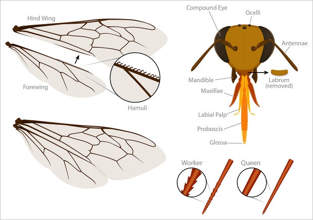 Worker bee wing, head, and sting anatomy