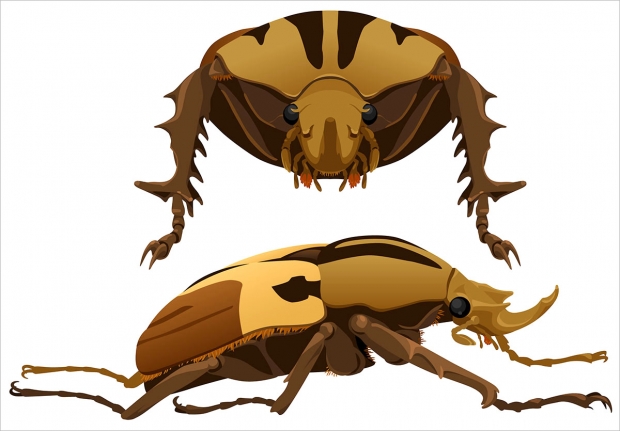 <em>Mecynnorrhina torquata</em> beetle, front and lateral views.