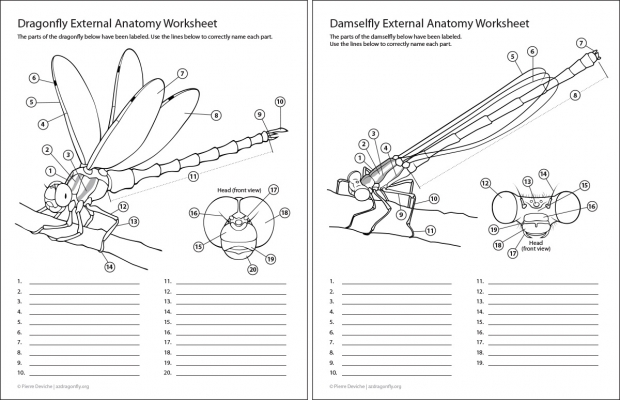 Dragonfly and damselfly external anatomy worksheet.