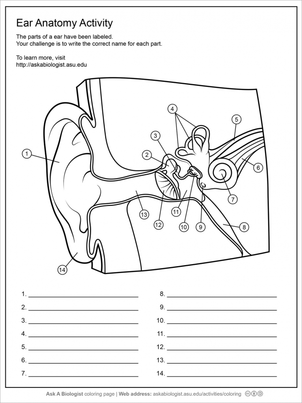 Human ear anatomy worksheet.