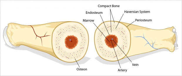 Anatomy of a longbone cut in half.