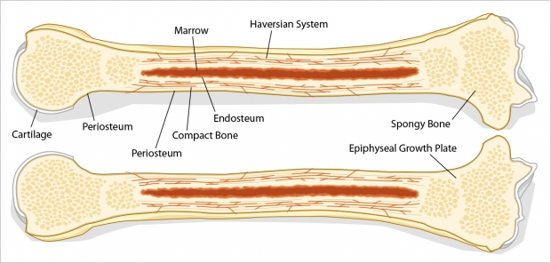 Anatomy of a longbone cut lengthwise.