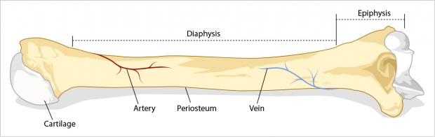Longbone external anatomy.