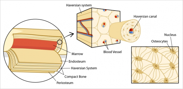 Layers of a bone and the anatomy of the haversian system.